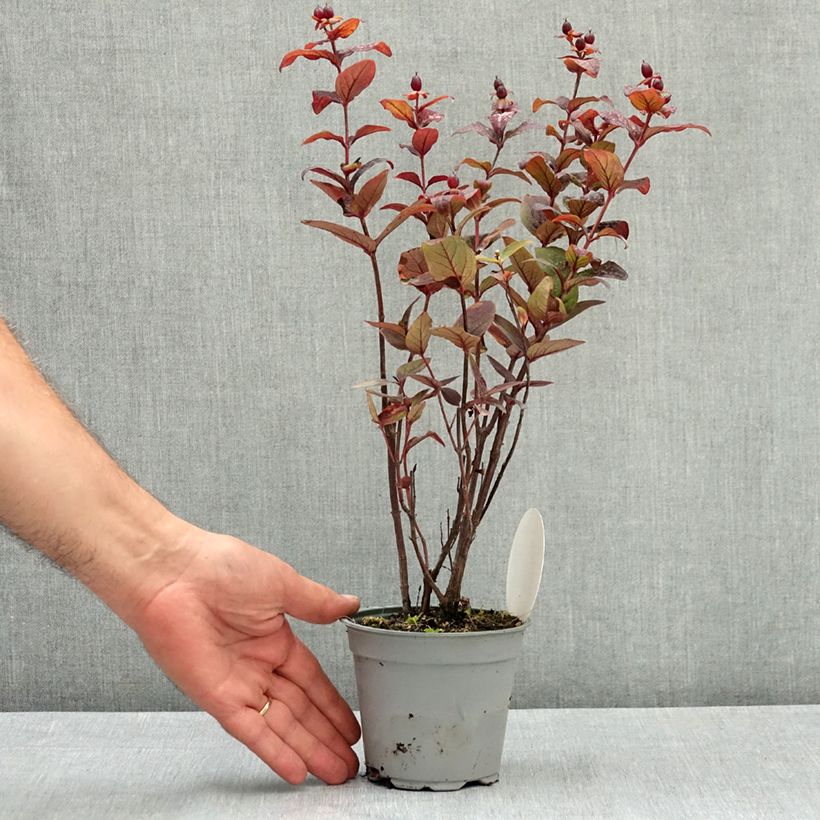 Amostra de Hypericum Miracle Night Vaso de 12 cm/13 cm tal como entregue no verão