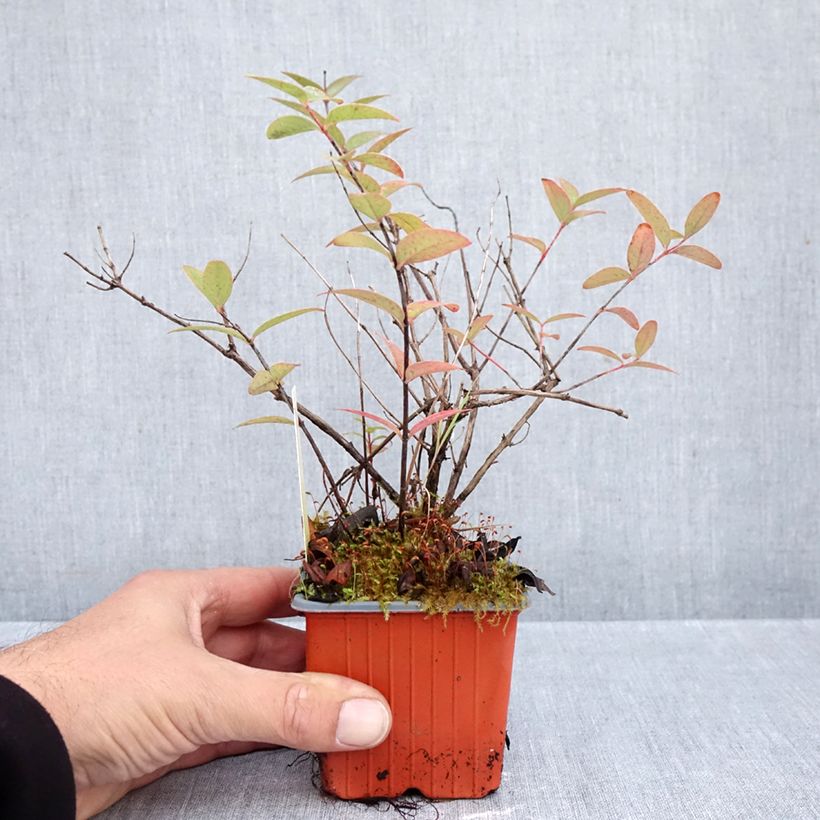 Amostra de Hypericum moserianum Tricolor Vaso de 8/9 cm tal como entregue no outono