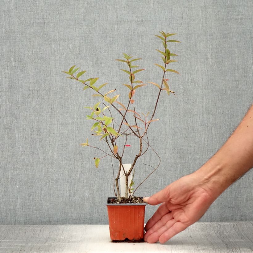 Amostra de Hypericum moserianum Tricolor Vaso de 8/9 cm tal como entregue no verão