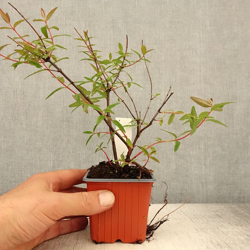 Amostra de Hypericum moserianum Tricolor Vaso de 8/9 cm tal como entregue na primavera