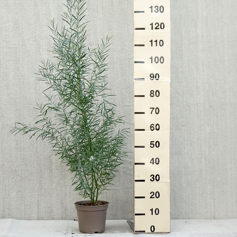 Amostra de Acacia iteaphylla Vaso de 4 L/5 L tal como entregue no outono