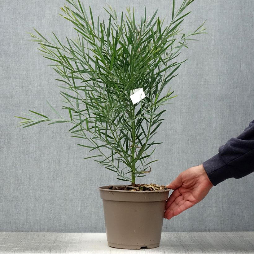 Amostra de Acacia iteaphylla Vaso de 4 L/5 L tal como entregue no verão