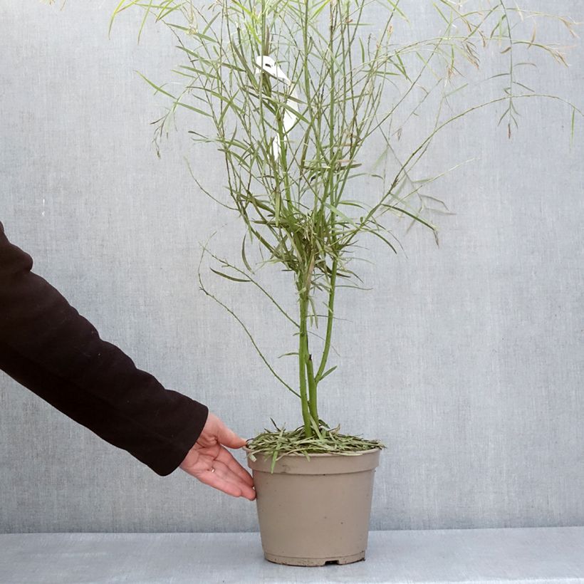 Amostra de Acacia iteaphylla Vaso de 4 L/5 L tal como entregue na primavera