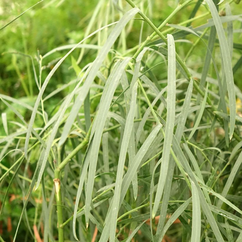 Acacia iteaphylla (Folhagem)