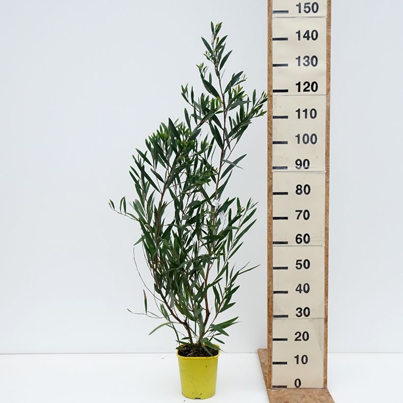 Amostra de Mimosa à longues feuilles - Acacia longifolia Pot de 4L/5L tal como entregue no outono