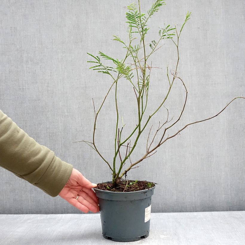 Amostra de Mimosa - Acacia dealbata Vaso de 2 L/3 L tal como entregue no inverno