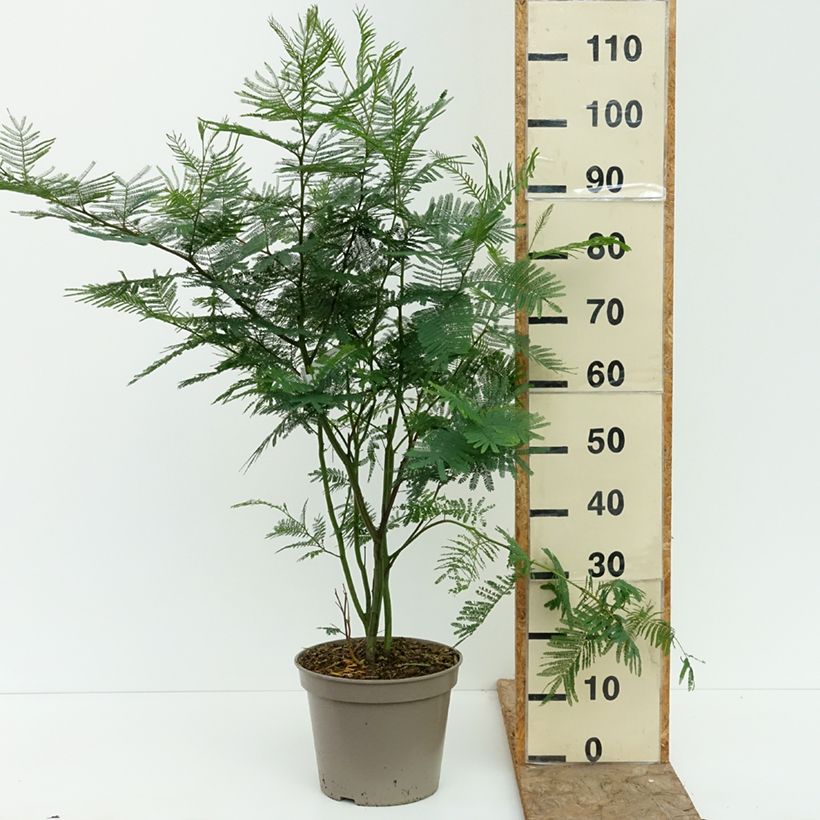 Amostra de Acacia dealbata Vaso de 4 L/5 L tal como entregue no verão
