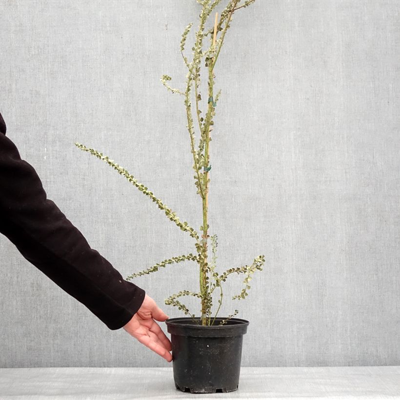 Amostra de Mimosa - Acacia pravissima Pot de 3L/4L tal como entregue no inverno