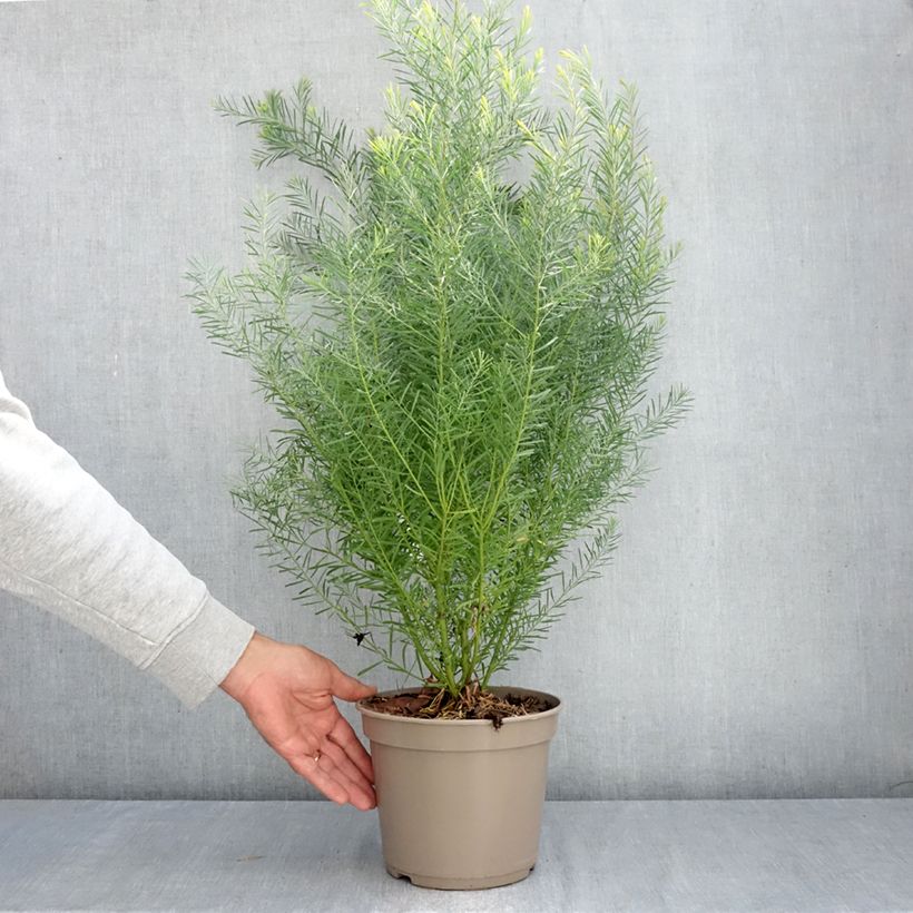 Amostra de Acacia boormanii Vaso de 4 L/5 L tal como entregue no outono