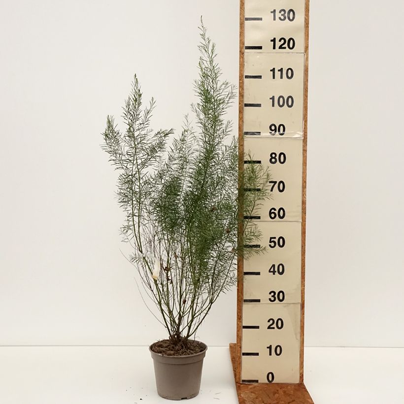 Amostra de Mimosa de la rivière Snowy - Acacia boormanii Vaso de 4 L/5 L tal como entregue no inverno