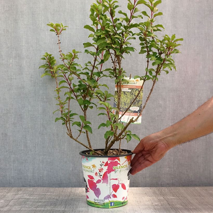 Amostra de Forsítia Mindor Vaso de 4 L/5 L tal como entregue no verão