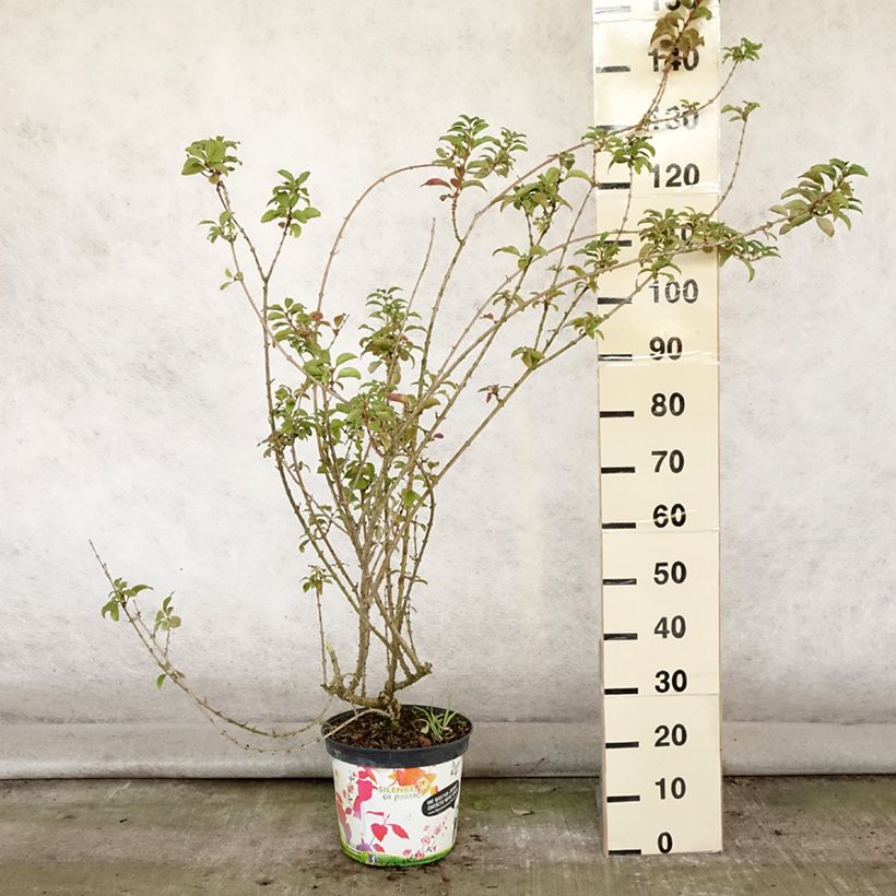 Amostra de Forsítia Mindor Vaso de 7,5 L/10 L tal como entregue no verão