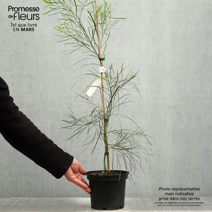 Amostra de Acacia retinodes Vaso de 2 L/3 L tal como entregue na primavera