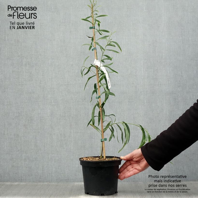 Amostra de Mimosa des 4 saisons Lisette - Acacia retinodes Vaso de 2 L/3 L tal como entregue no inverno