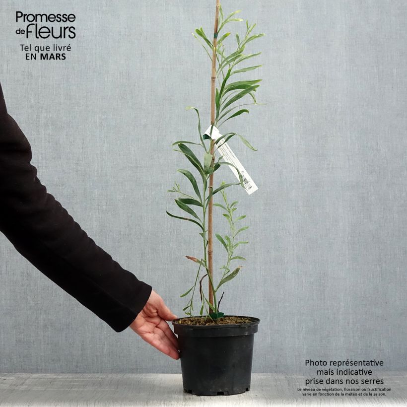 Amostra de Acacia retinodes Lisette Vaso de 2 L/3 L tal como entregue na primavera