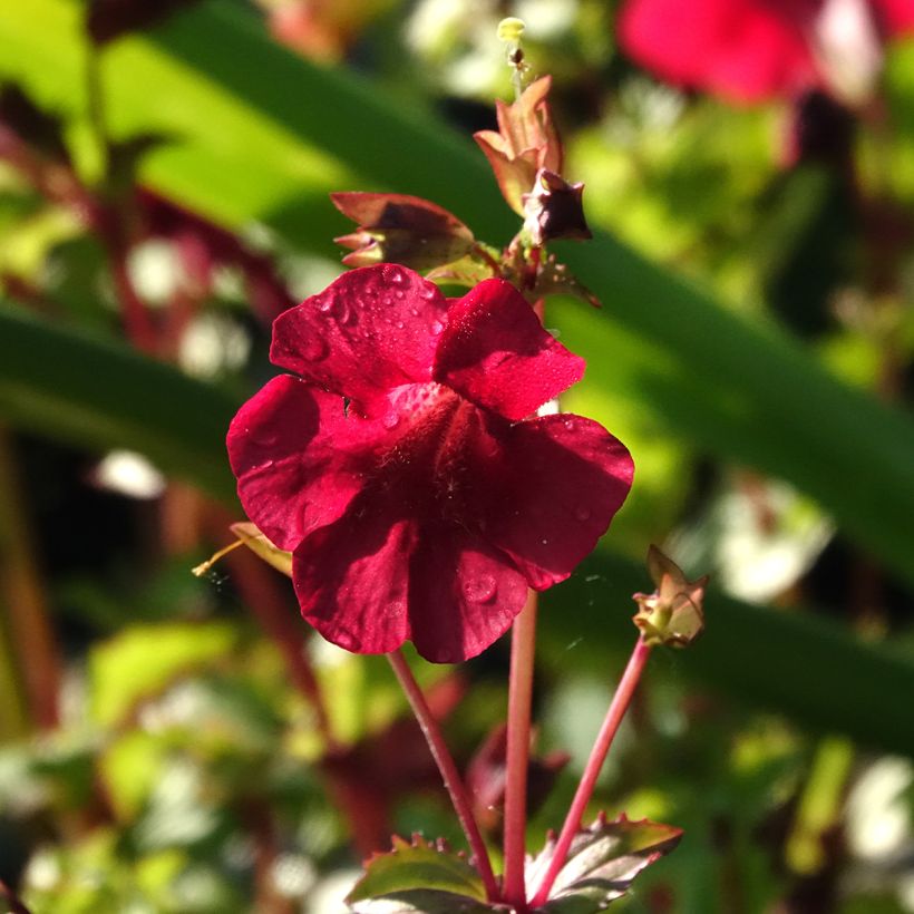 Mimulus cupreus Roter Kaiser (Floração)