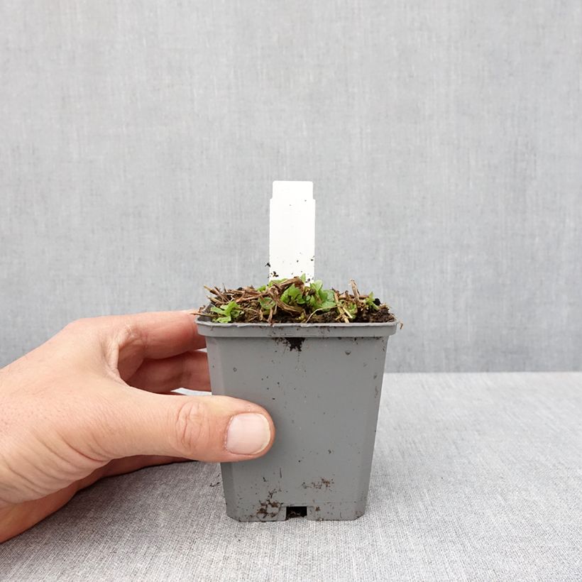 Amostra de Mimulus cupreus Roter Kaiser Vaso de 8/9 cm tal como entregue na primavera