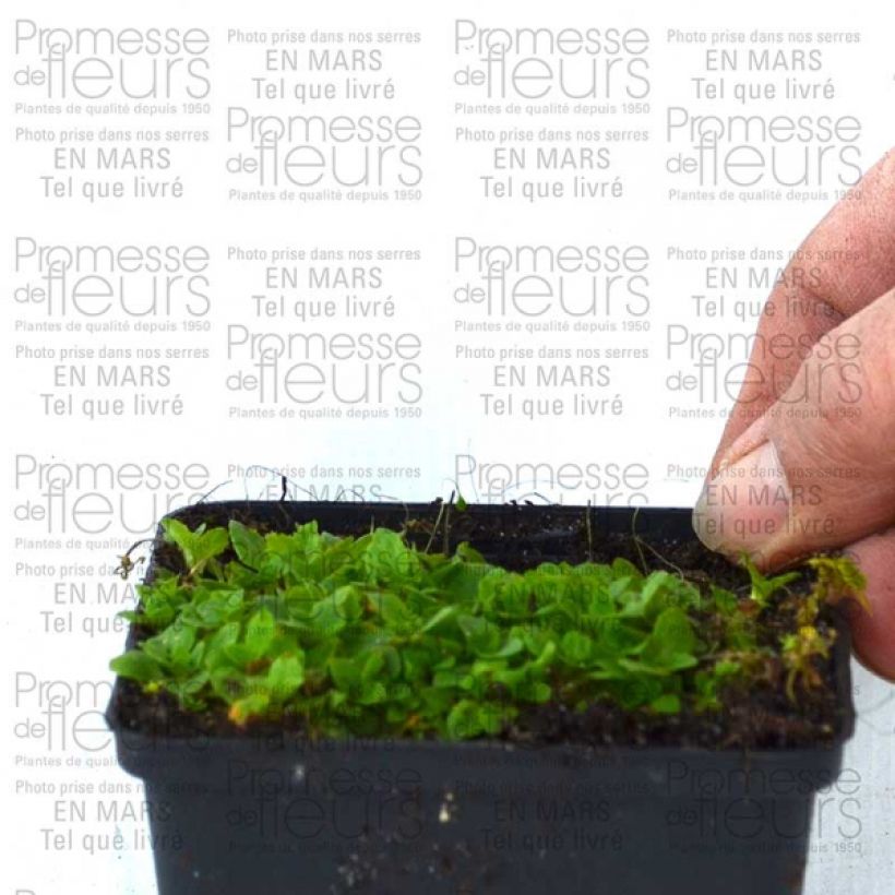 Exemplo de amostra de Mimulus Highland Yellow Vaso de 8/9 cm tal como entregue