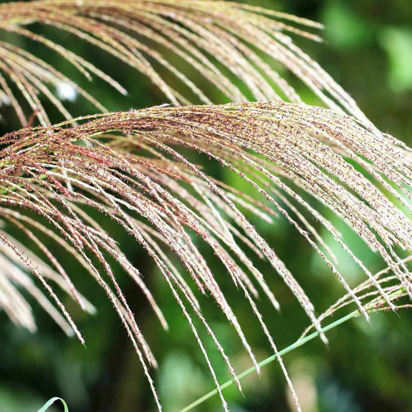 Miscanthus floridulus (Floração)