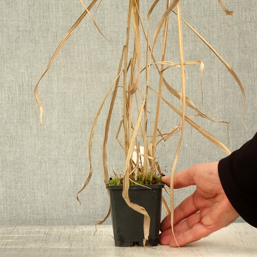 Amostra de Miscanthus floridulus Vaso de 8/9 cm tal como entregue no outono