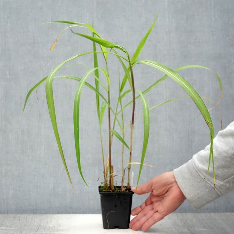 Amostra de Miscanthus floridulus Vaso de 8/9 cm tal como entregue no verão