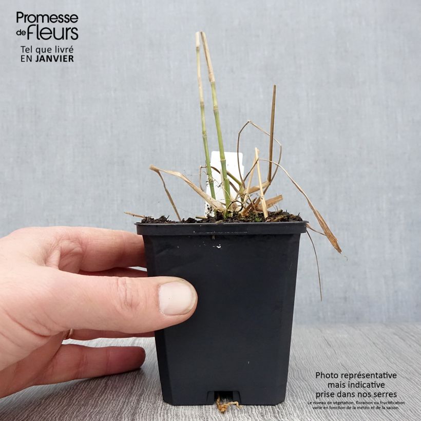 Amostra de Miscanthus floridulus Vaso de 8/9 cm tal como entregue no inverno