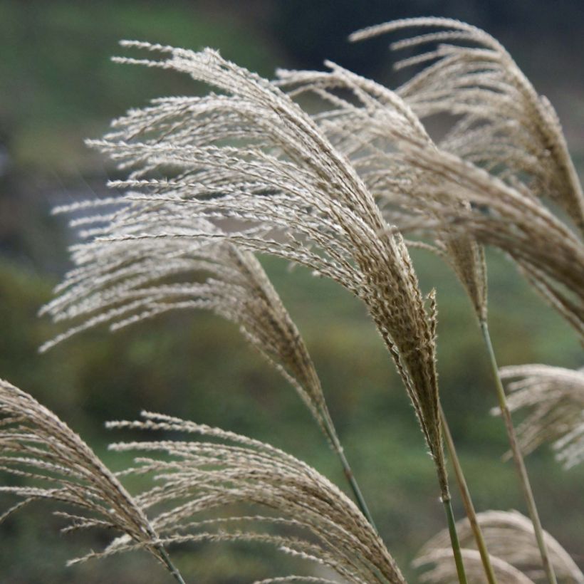 Miscanthus giganteus (Floração)