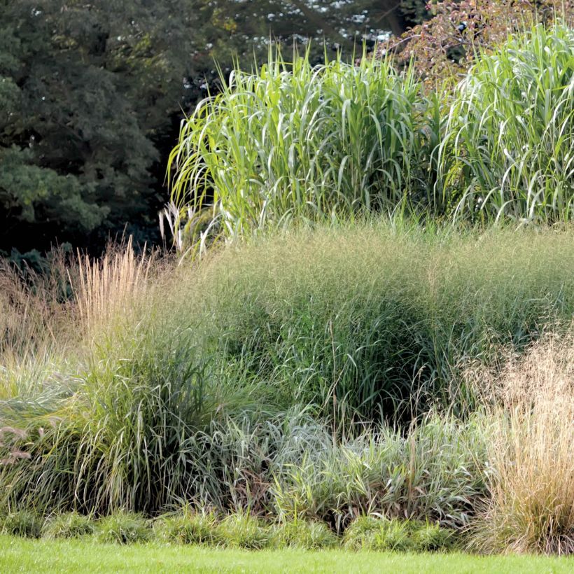 Miscanthus giganteus (Hábito)