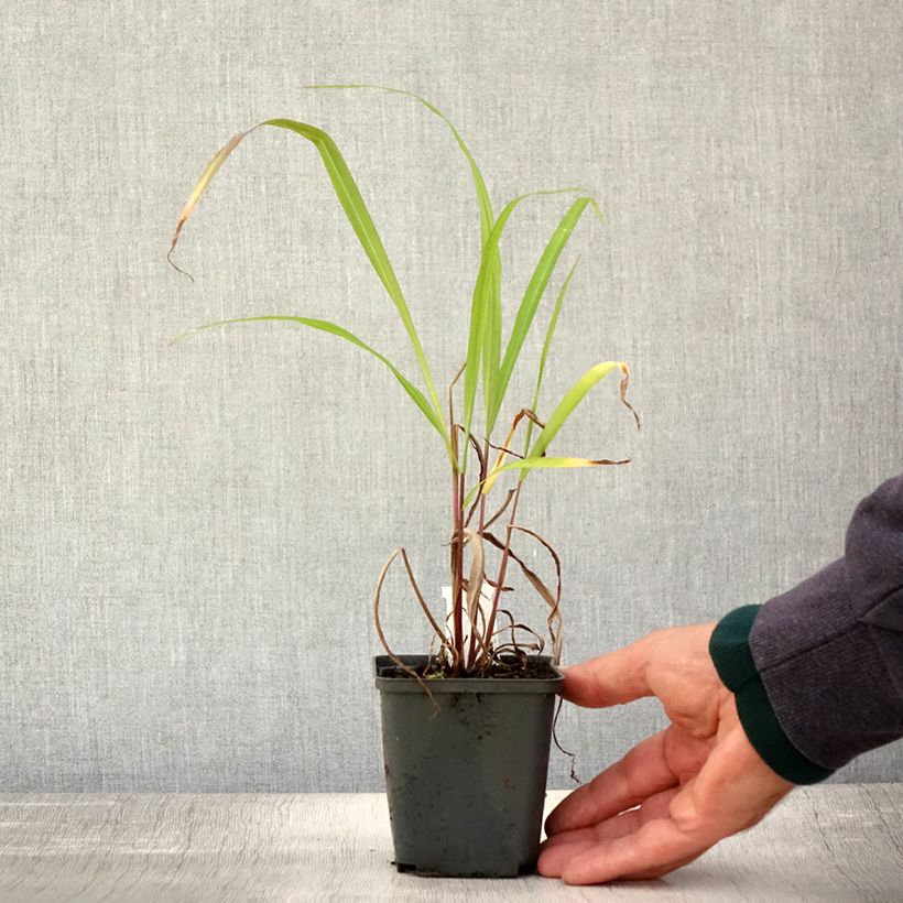 Amostra de Miscanthus nepalensis Vaso de 8/9 cm tal como entregue no outono
