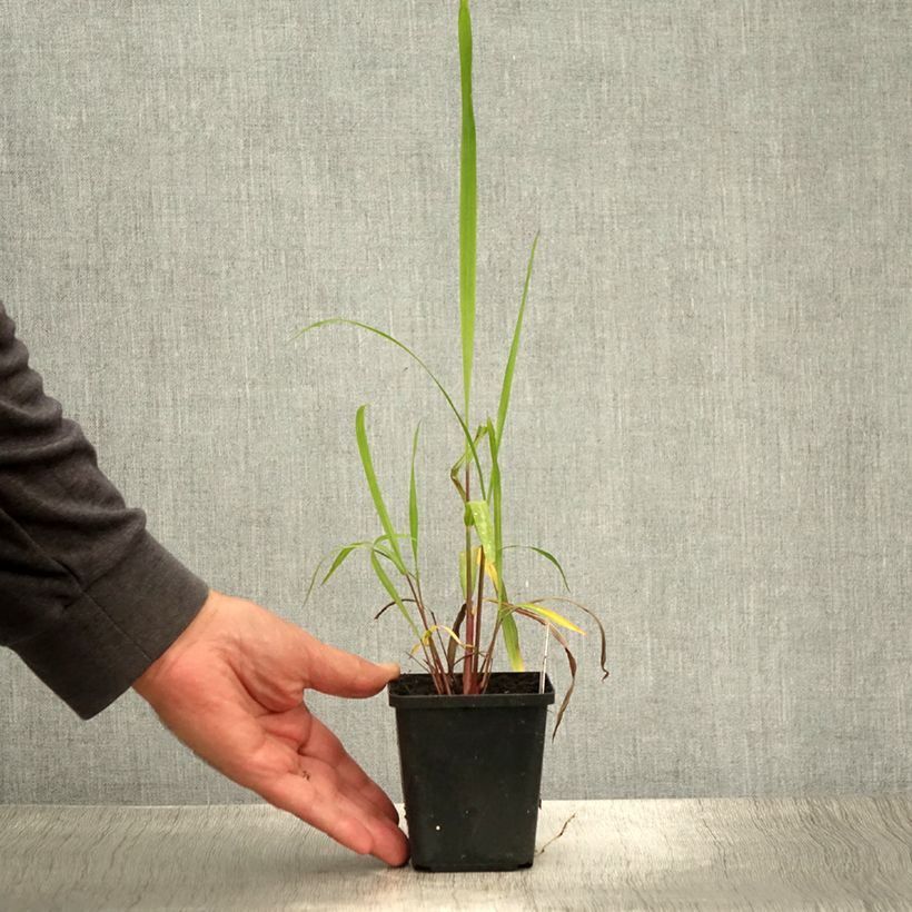 Amostra de Miscanthus nepalensis Vaso de 8/9 cm tal como entregue no verão