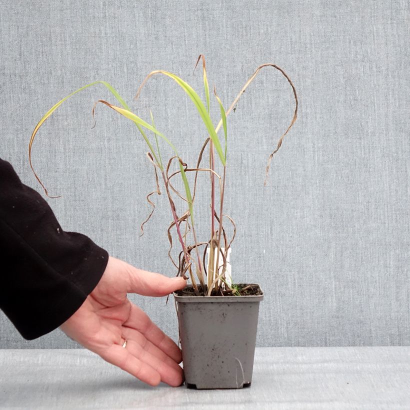 Amostra de Miscanthus nepalensis Vaso de 8/9 cm tal como entregue no inverno