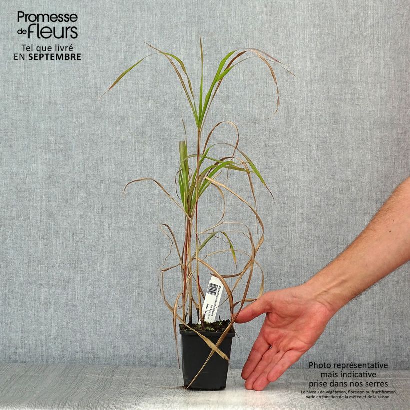 Amostra de Miscanto sacchariflorus Vaso de 8/9 cm tal como entregue no verão