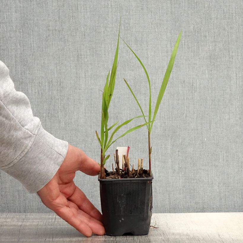 Amostra de Miscanto sacchariflorus Vaso de 8/9 cm tal como entregue na primavera