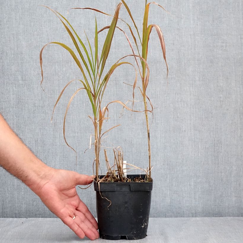 Amostra de Miscanto sacchariflorus Vaso de 2 L/3 L tal como entregue no verão