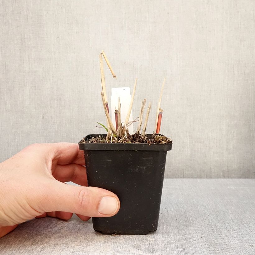 Amostra de Miscanto sinensis Afrika Vaso de 8/9 cm tal como entregue na primavera
