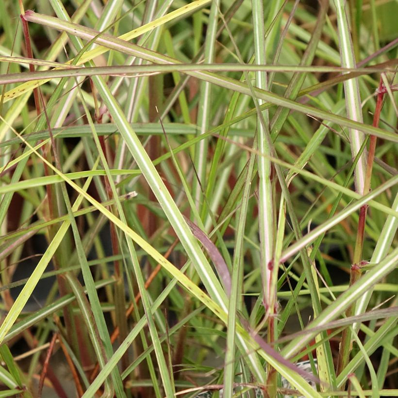 Miscanto sinensis Aperitiv (Folhagem)
