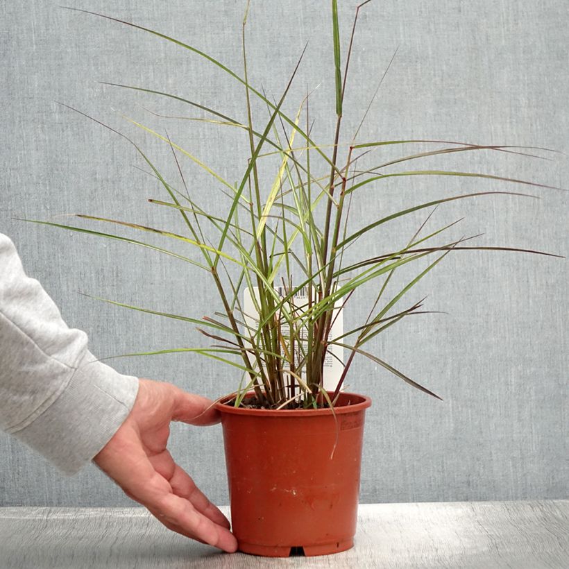 Amostra de Miscanto sinensis Aperitiv Vaso de 1 L/1,5 L tal como entregue no verão