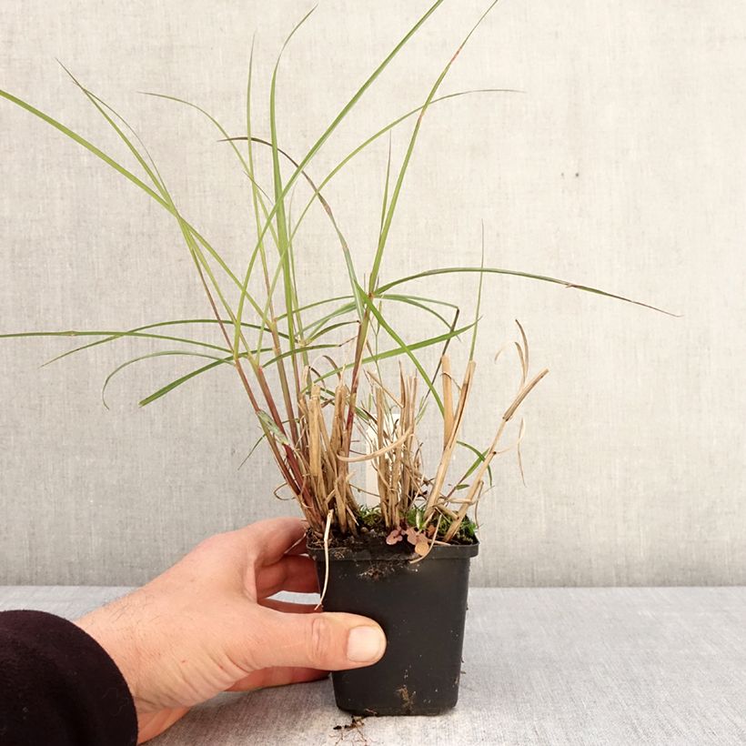Amostra de Miscanto sinensis Aperitiv Vaso de 8/9 cm tal como entregue na primavera