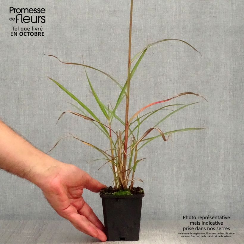 Amostra de Miscanto sinensis Boucle Vaso de 1,5 L/2 L tal como entregue no outono