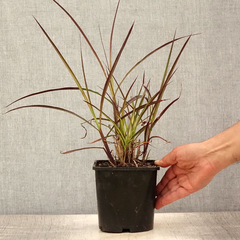 Amostra de Miscanto sinensis Boucle Vaso de 1,5 L/2 L tal como entregue no verão