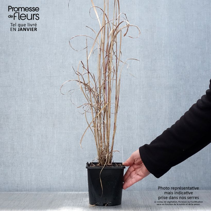 Amostra de Miscanthus sinensis Boucle - Roseau de Chine Pot de 1,5L/2L tal como entregue no inverno
