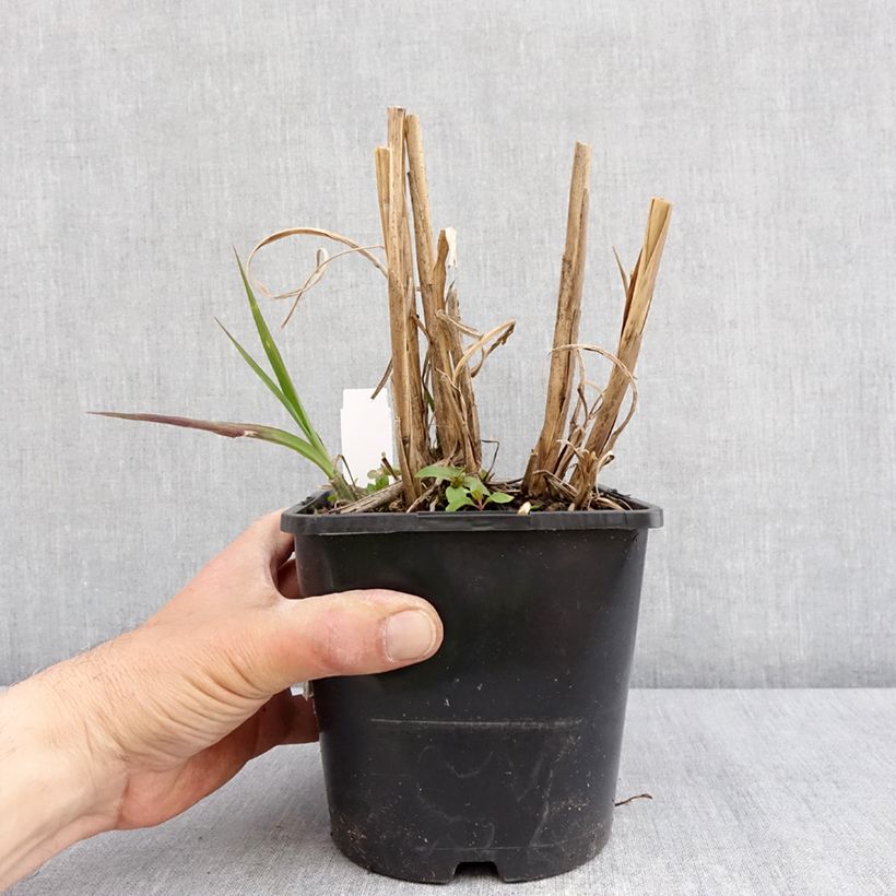 Amostra de Miscanto sinensis Boucle Vaso de 1,5 L/2 L tal como entregue na primavera