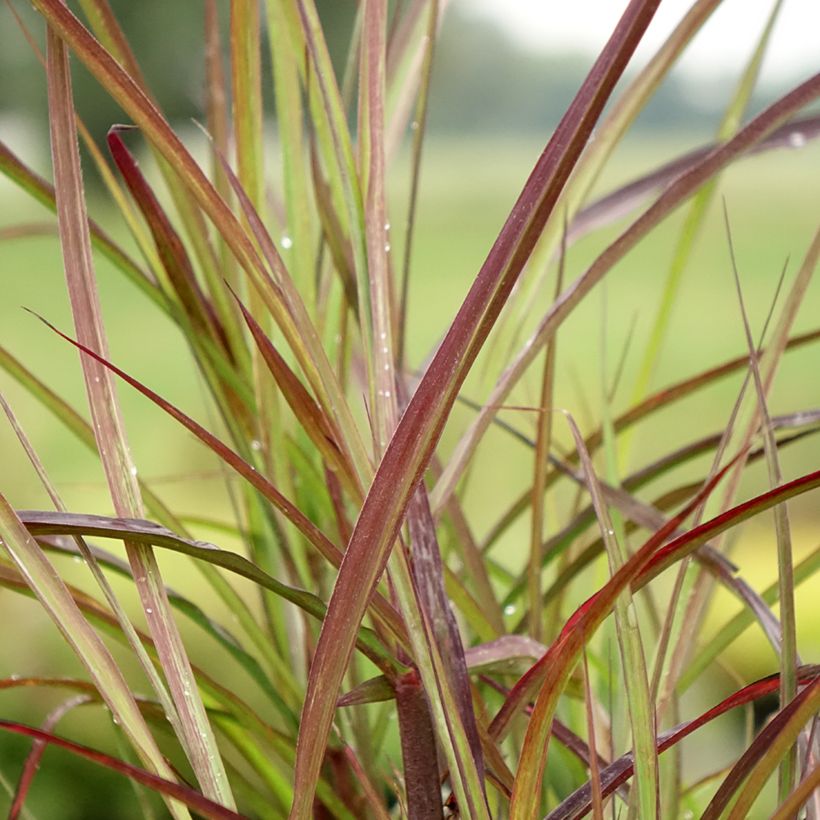 Miscanto sinensis Boucle (Folhagem)