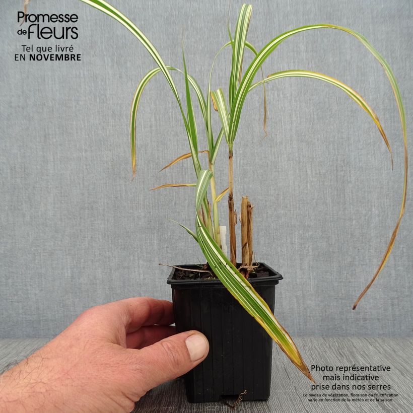 Amostra de Miscanto sinensis var.condensatus Cabaret Vaso de 8/9 cm tal como entregue no outono
