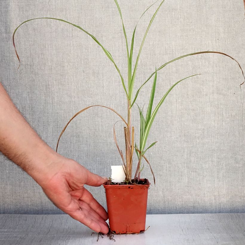 Amostra de Miscanto sinensis var.condensatus Cabaret Vaso de 8/9 cm tal como entregue no verão