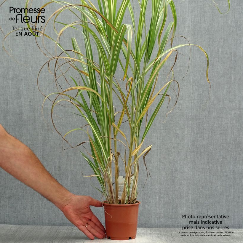 Amostra de Miscanto sinensis var.condensatus Cabaret Vaso de 1 L/1,5 L tal como entregue no verão