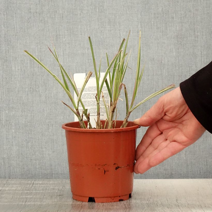 Amostra de Miscanto sinensis var.condensatus Cabaret Vaso de 1 L/1,5 L tal como entregue na primavera