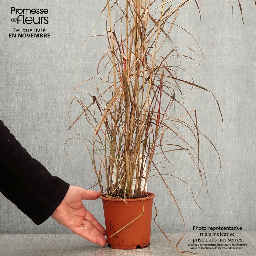 Amostra de Miscanto sinensis China Vaso de 1 L/1,5 L tal como entregue no outono