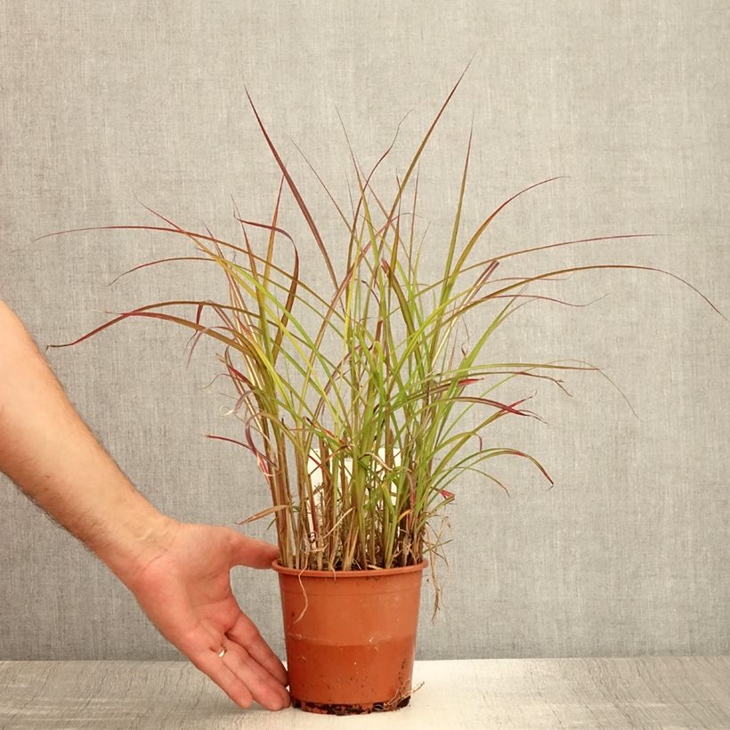 Amostra de Miscanto sinensis China Vaso de 1 L/1,5 L tal como entregue no verão