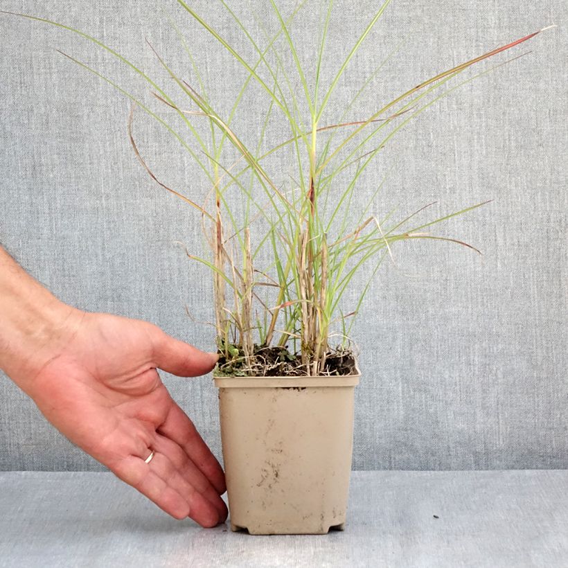 Amostra de Miscanto sinensis China Vaso de 8/9 cm tal como entregue no verão